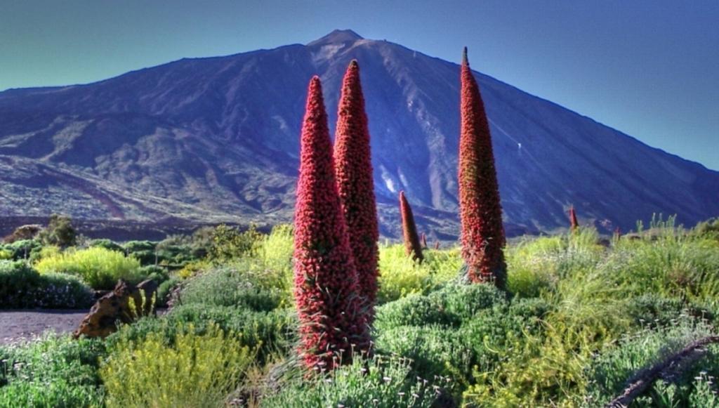 Marody Tenerife House El Médano المظهر الخارجي الصورة